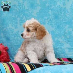 Marble, Cavachon Puppy